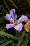 Iris unguicularis RCP1-2014 07.JPG